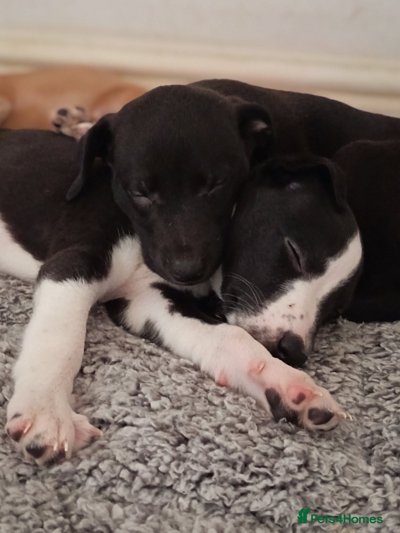 Whippet dogs KC registered whippet (2 puppies left) - Advert 18