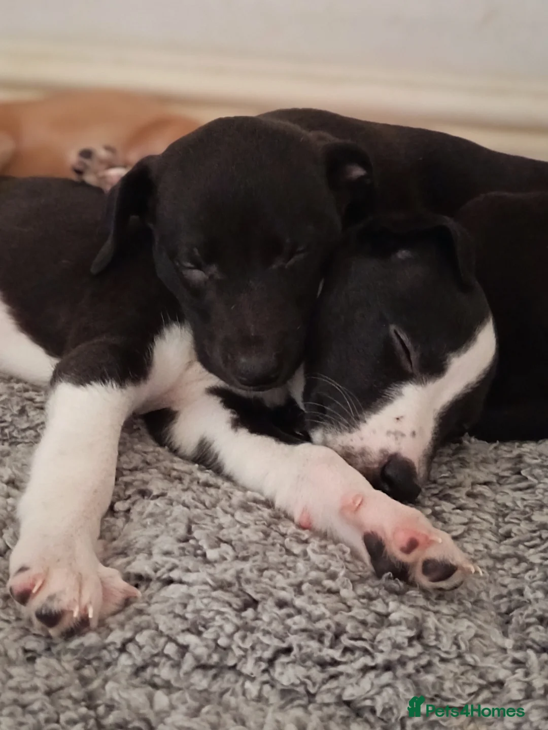 Whippet dogs for sale: 1 KC registered whippet puppy left - Advert 1