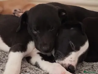 Whippet dogs KC registered whippet (2 puppies left) - Advert 18