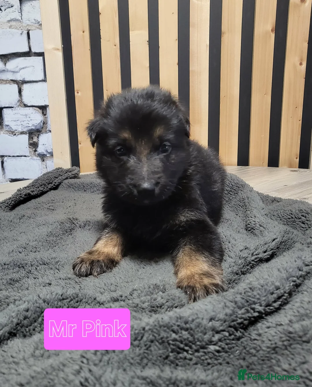 German Shepherd dogs for sale: German Shepherd/Alsatian puppies - Advert 24