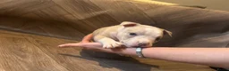 American Bully dogs for sale: American pocket bully’s  - Advert 4