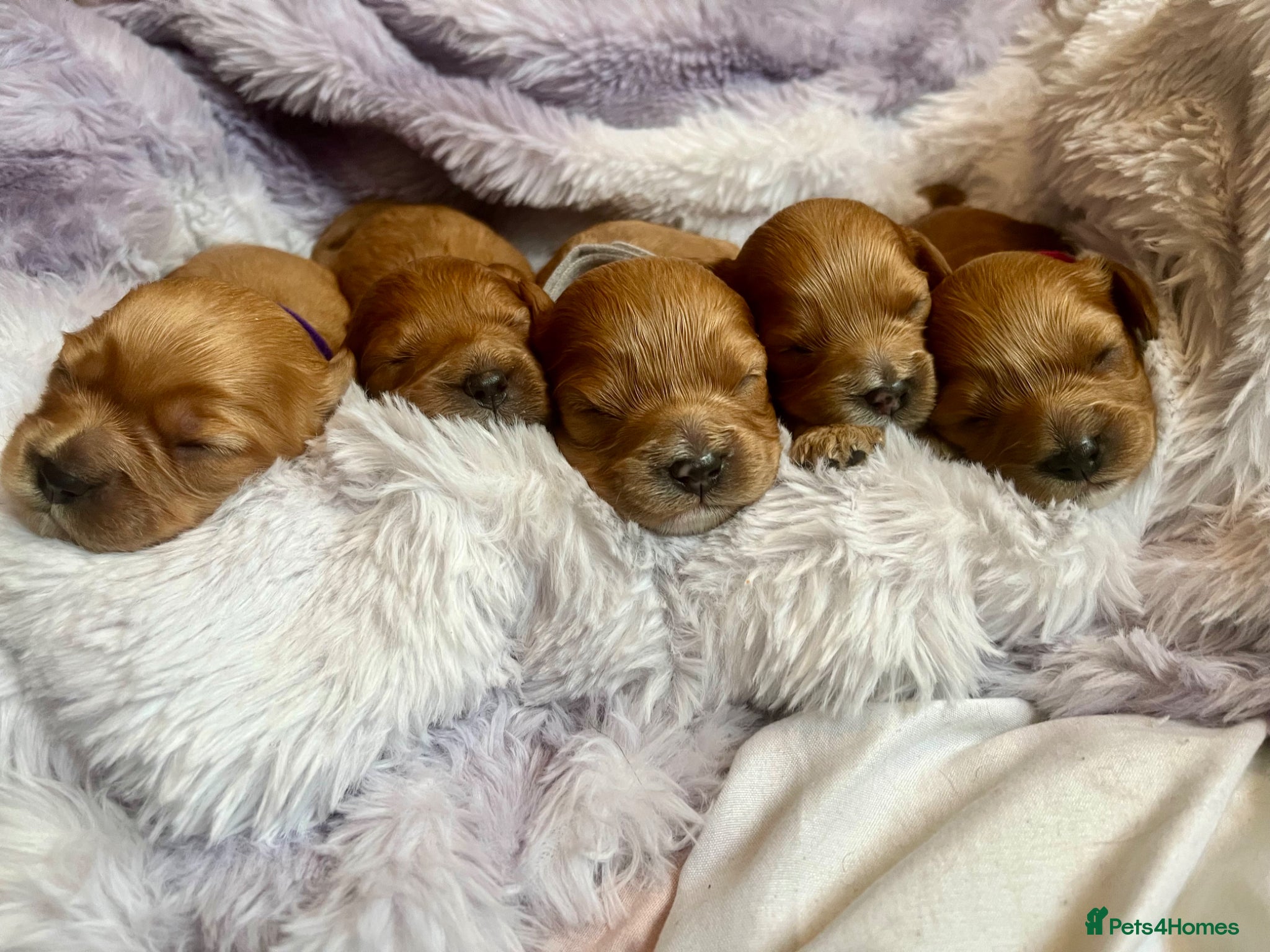 Cavapoo dogs Cavapoos pups /kc reg /health tested /parents - Advert 13