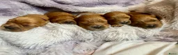 Cavapoo dogs for sale: Cavapoos pups /kc reg /health tested /parents - Advert 1