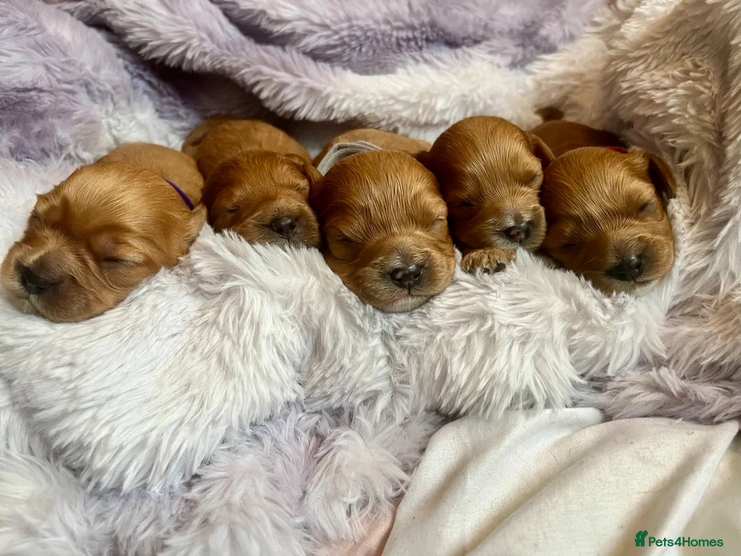 Cavapoo dogs for sale: Cavapoos pups /kc reg /health tested /parents - Advert 1