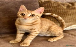 Mixed Breed cats for adoption: ARTHUR -6 M KITTEN CHEEKY MONKEY HIGH ENERGY  - Image 1