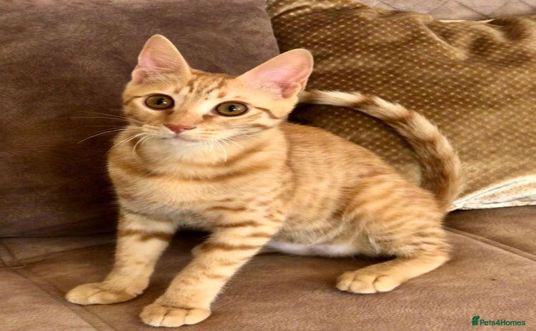 Mixed Breed cats - Advert 1