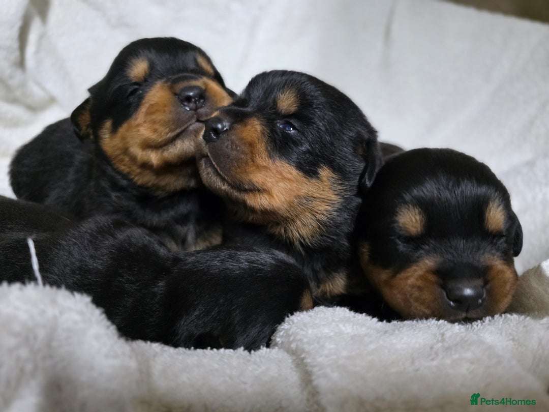Rottweiler dogs for sale: Chunky, Strong, Loyal & Pure Rottweiler Puppies - Advert 6