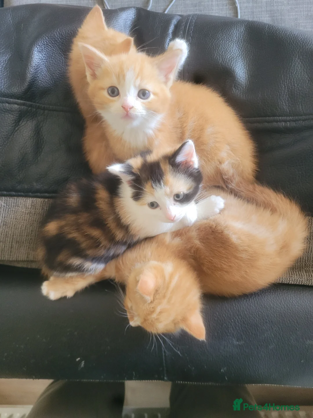Mixed Breed cats for sale: Kittens 1 girl 3 boys - Advert 11
