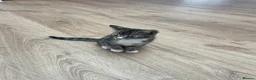 Bengal cats for sale: Bengal X Ready NOW - Advert 7