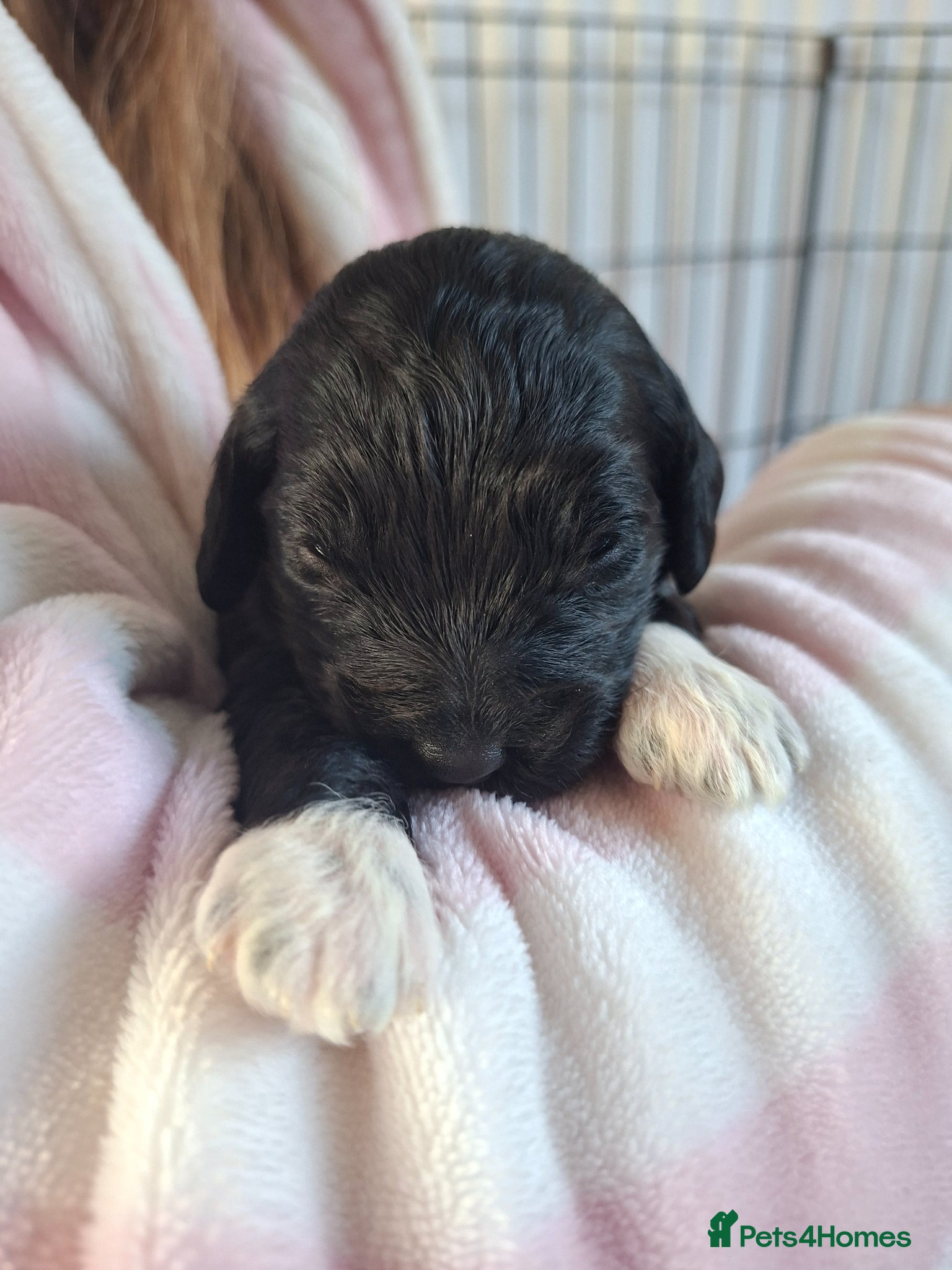 Cockapoo dogs F1 cockapoo puppies - Advert 2