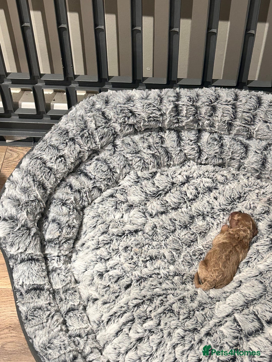 Maltipoo dogs for sale: Red teeny tiny maltipoo puppy - Advert 9