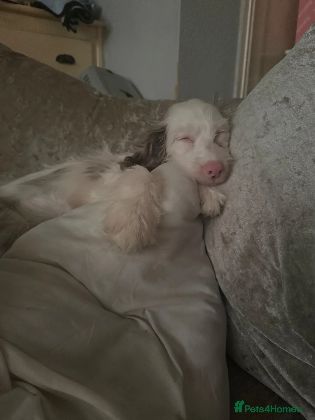 Cockapoo dogs for sale: 2 twin girls and a male  in Kidderminster - Advert 2