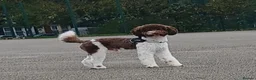 Miniature Poodle dogs for stud: Health Tested Parti poodle *STUD* 🐩🐾 - Advert 10
