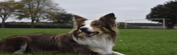 Border Collie dogs for stud: KC Border Collie for stud in Mansfield - Advert 1