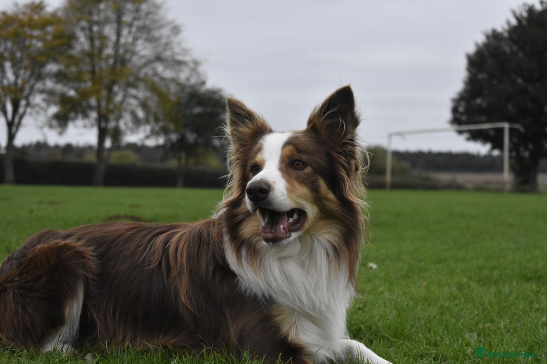 Border Collie dogs for stud: KC Border Collie for stud in Mansfield - Advert 1
