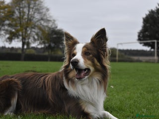 Border Collie dogs in Mansfield - Advert 4