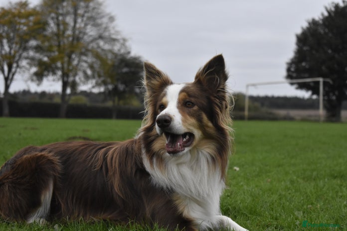 Border Collie dogs KC Border Collie for stud in Mansfield - Advert 1