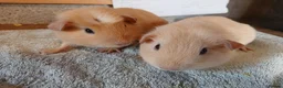 Guinea Pig rodents for sale: 2 female guinea pigs - Advert 2