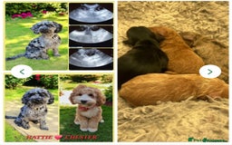 Cockapoo dogs for stud: Hip 0/0🌟 Elbow 0/0🌟 Australian Labradoodle - Advert 9