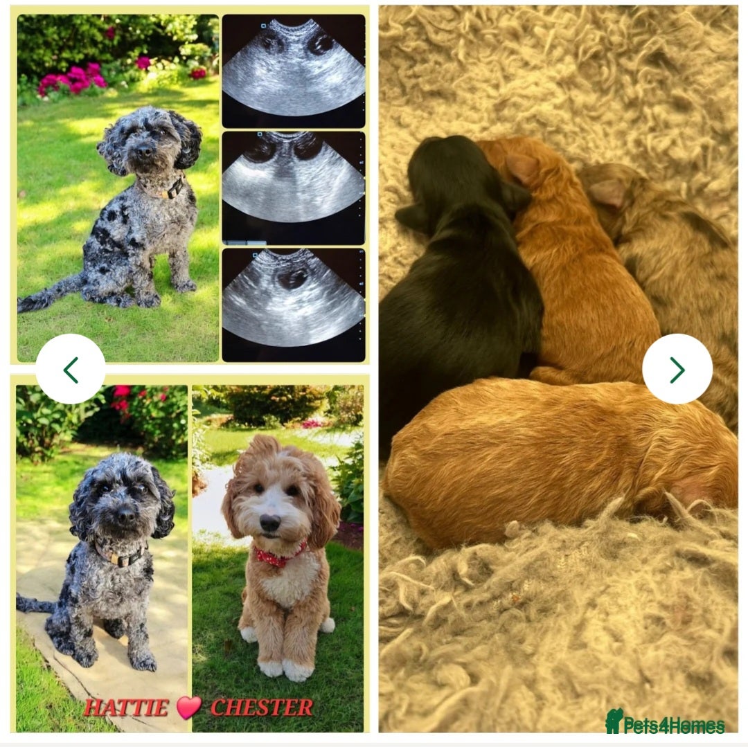 Cockapoo dogs for stud: Hip 0/0🌟 Elbow 0/0🌟 Australian Labradoodle - Advert 9