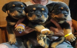Rottweiler dogs for sale: Beautiful Rottweiler Puppies For Sale 🐾🖤 - Image 2