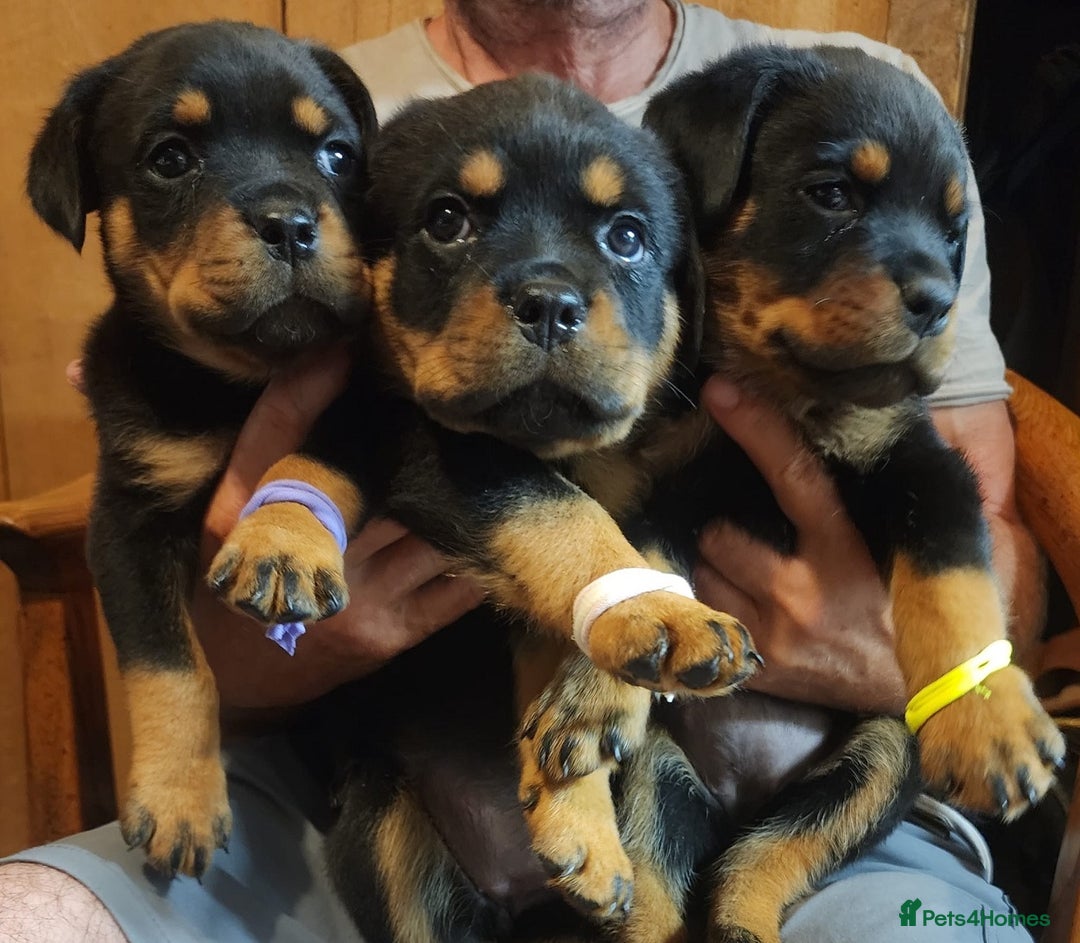 Rottweiler dogs for sale: Beautiful Rottweiler Puppies For Sale 🐾🖤 - Image 2