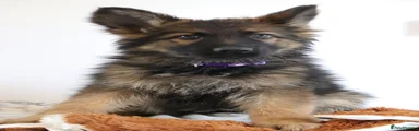 German Shepherd 1