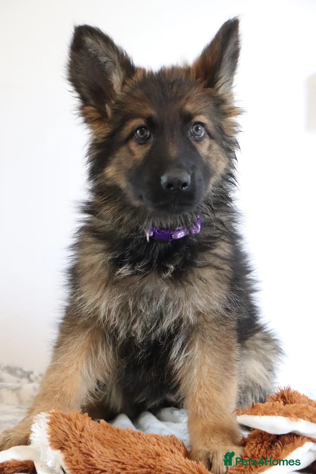 German Shepherd dogs for sale: German Shepherd - Advert 2