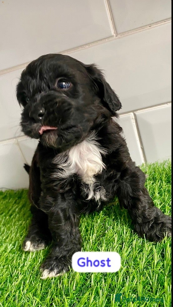 Cavapoo dogs Health tested f1 toy cavapoo puppies  - Advert 1