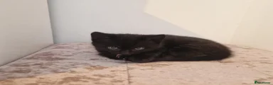 Domestic Shorthair 3