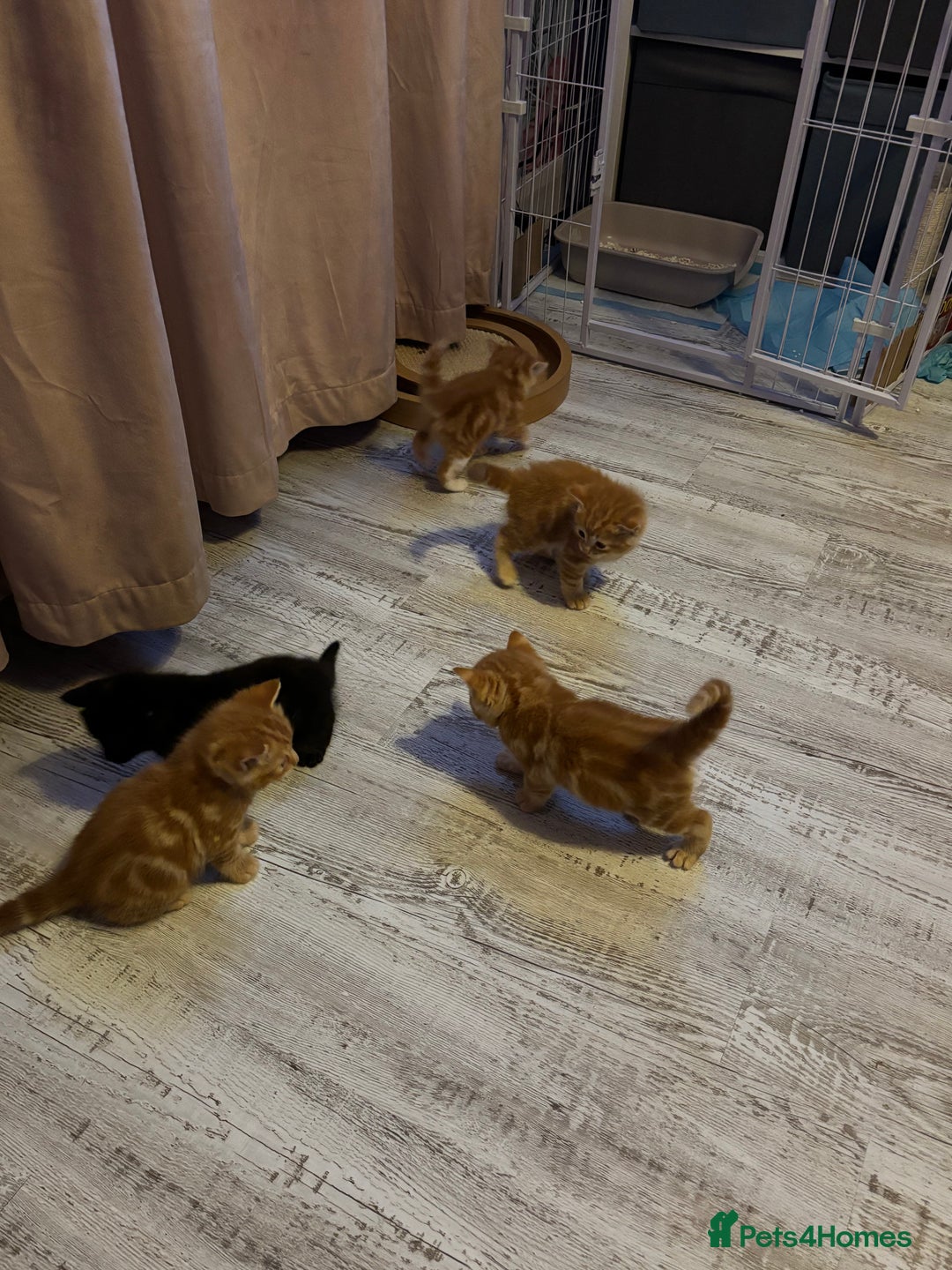 Ragdoll cats for sale: !!!Ready to reserve Ragdoll babies!!!  - Advert 7