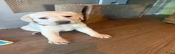 Labrador Retriever dogs for sale: KC Registered litter 1 chunky boy left - Advert 9