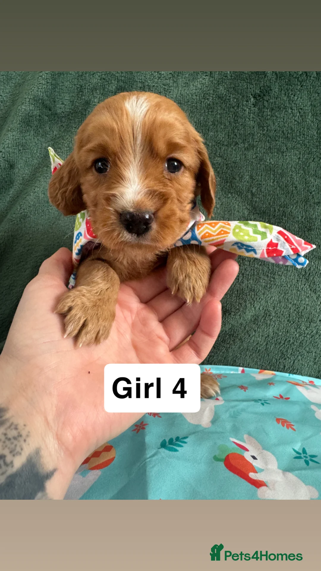 Cocker Spaniel dogs for sale: 7 Working Cocker Spaniels Looking for a new home - Advert 22