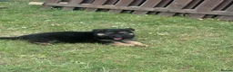 German Shepherd dogs for sale: German shepherd puppies READY NOW - Advert 8