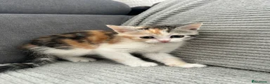 Mixed Maine Coon 4