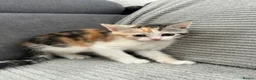 Maine Coon cats for sale: Kittens Looking for Their Forever Homes 🐾 - Advert 8