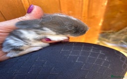 Netherland Dwarf rabbits for sale: Beautiful Mini lop and Netherland dwarf bunnies  - Advert 20