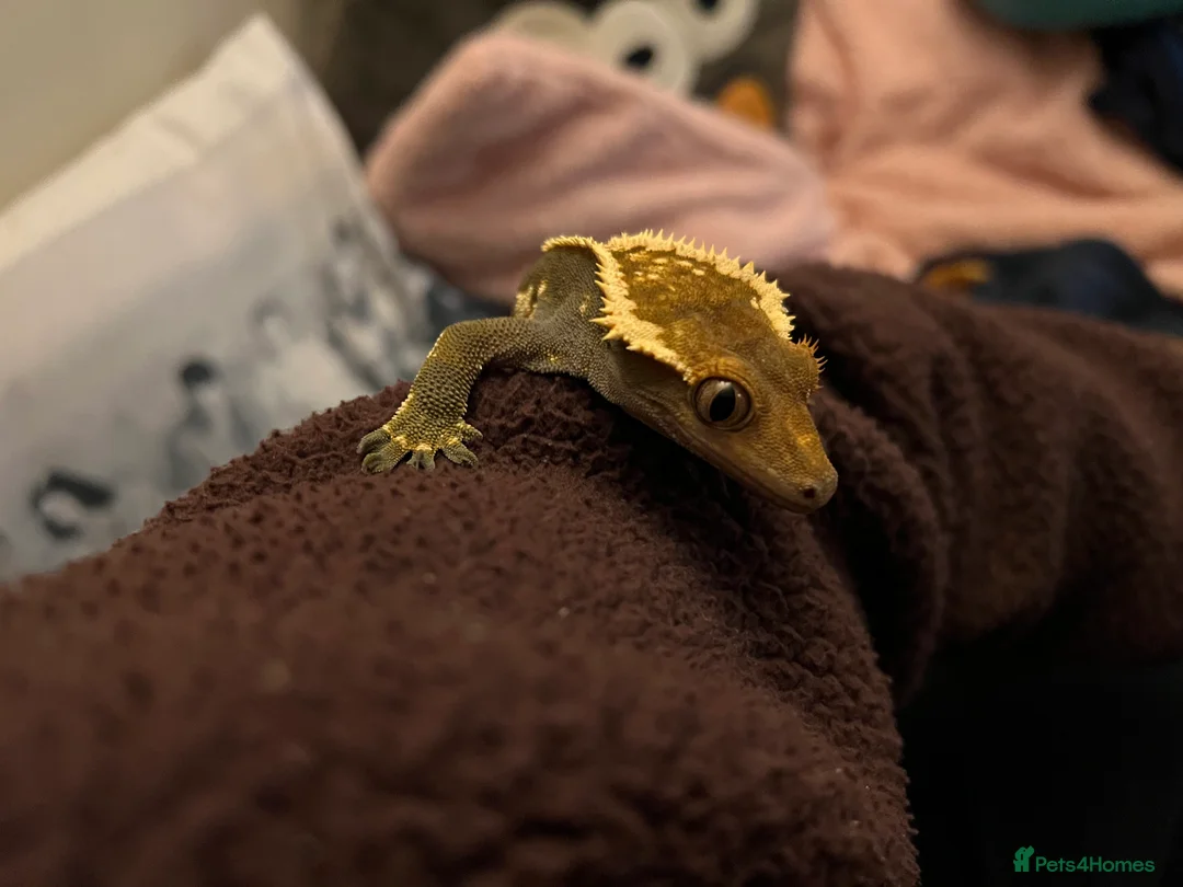 Gecko reptiles for sale: Crested Gecko- loving home wanted  in Norwich - Advert 12