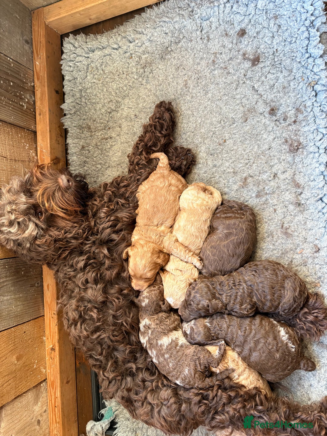 Cockapoo dogs for sale: F1b cockapoo puppies - Advert 1