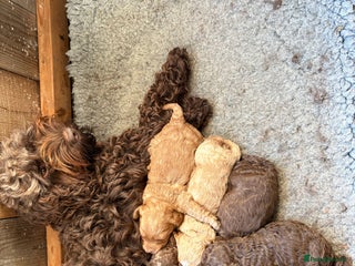 Cockapoo dogs F1b cockapoo puppies - Advert 1