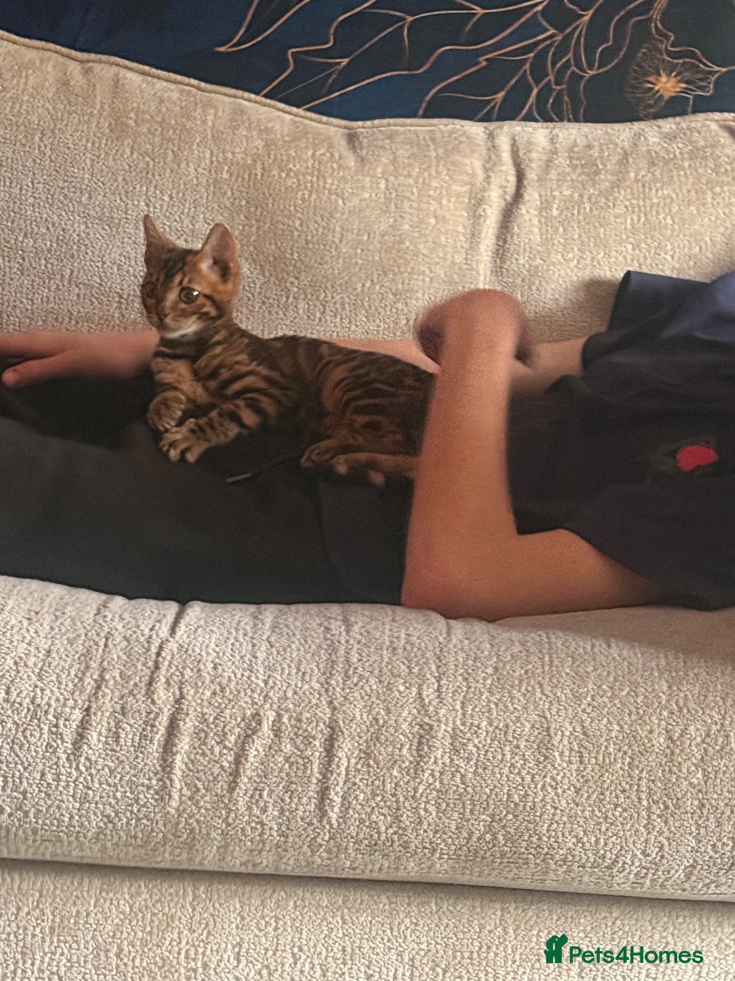 Bengal cats for sale: Last Stunning bengal kitten now available.  - Advert 3