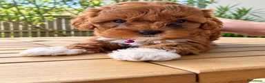 Toy Poodle 5