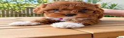 Toy Poodle dogs for sale: Fantastic Toy poodle puppies Available  in Nottingham - Advert 8