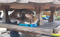 Bengal cats for sale: 2 BEAUTIFUL FEMALE BENGALS - Image 3