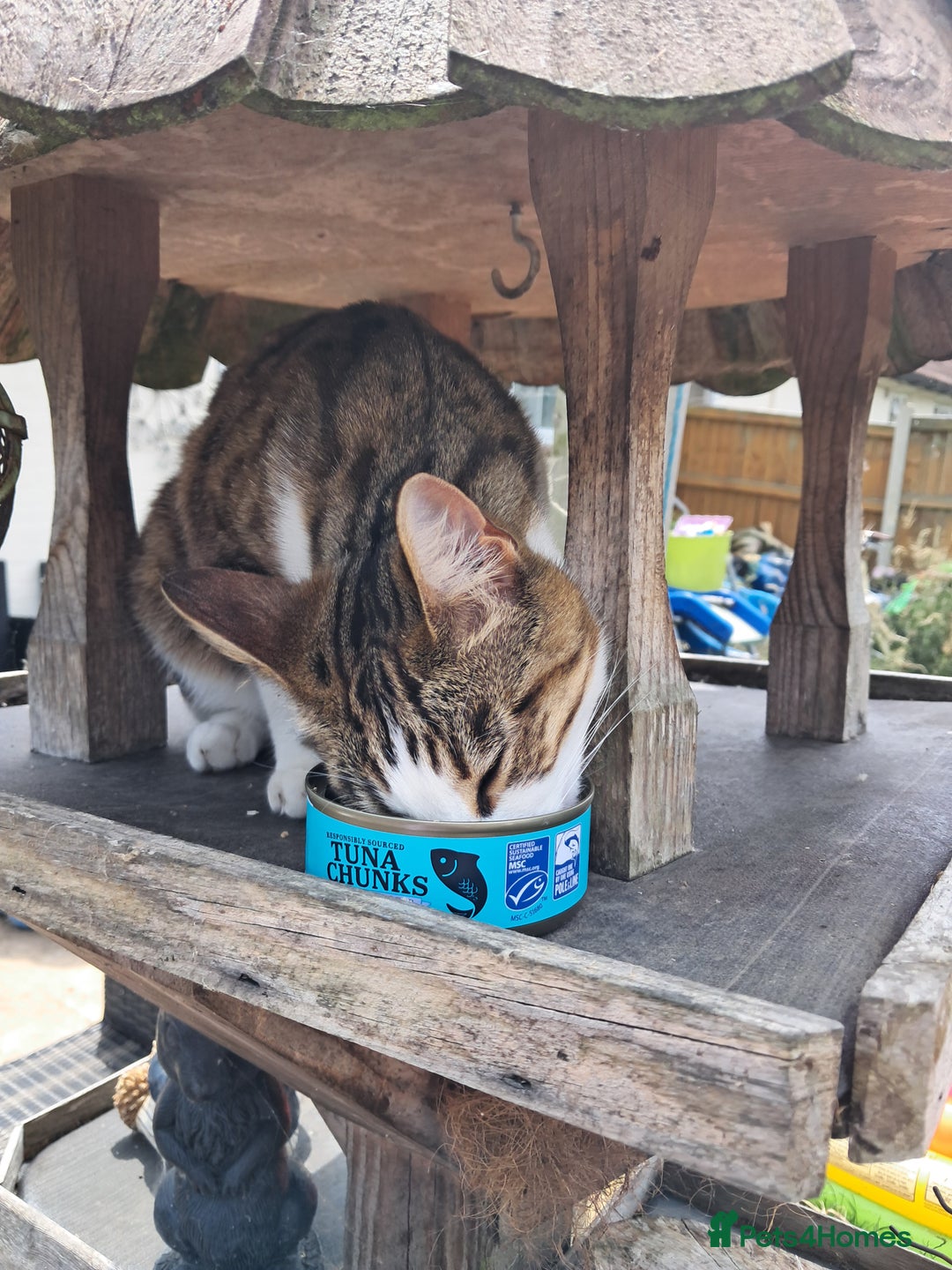 Bengal cats for sale: 2 BEAUTIFUL FEMALE BENGALS - Image 3