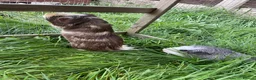 Guinea Pig rodents for sale: Two male guinea pigs need rehoming  in Heanor - Advert 9