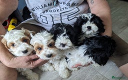 Cavapoo dogs for sale: Beautiful black and white cavapoo’s puppies - Advert 2