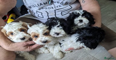 Cavapoo dogs Beautiful black and white cavapoo’s puppies - Advert 16