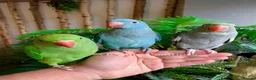Ringnecks birds for sale: Hand Reared Baby Indian Ringneck Parrots For Sale - Advert 24