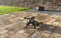 Staffordshire Bull Terrier dogs for sale: KC Registered Staffordshire Bull Terrier Puppies - Image 13